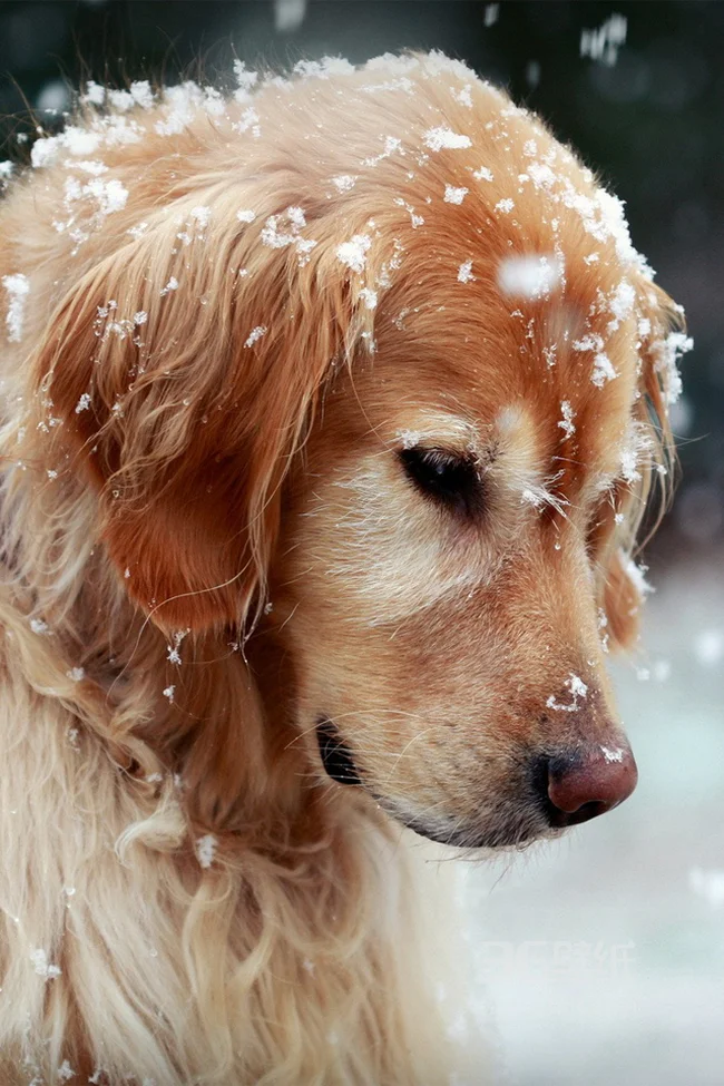 雪中的金毛写真手机壁纸1