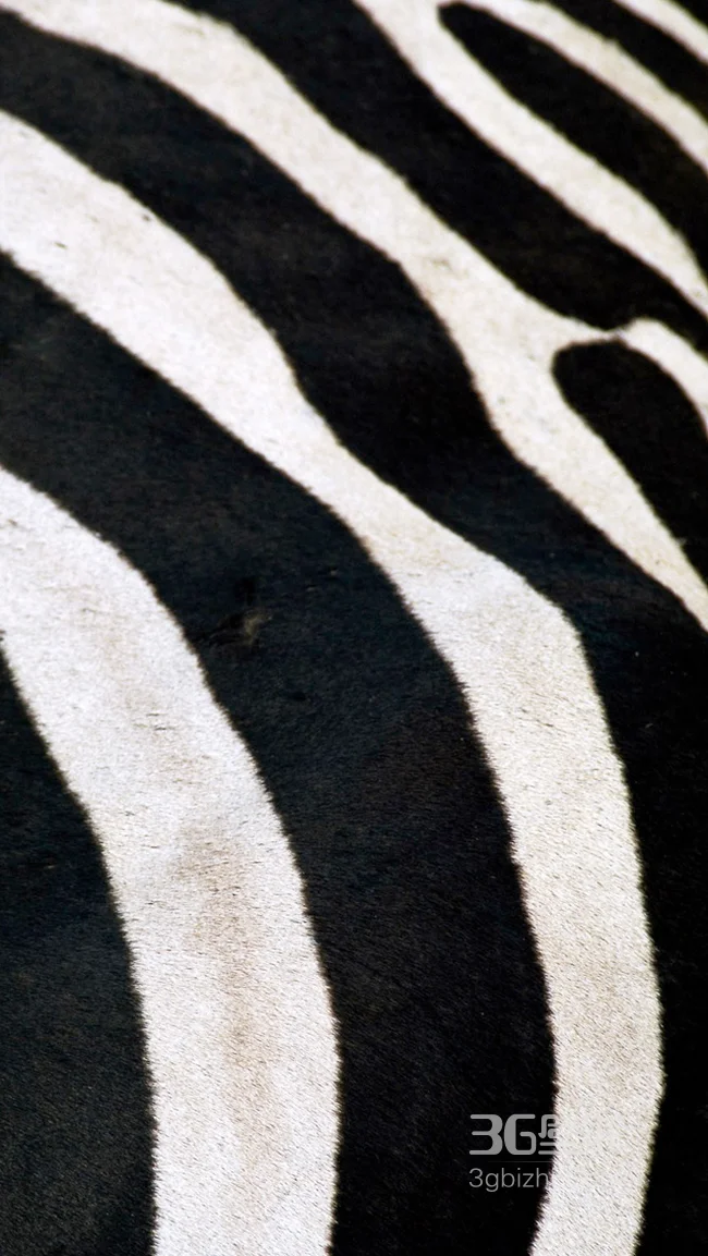 斑马的皮肤手机壁纸下载1