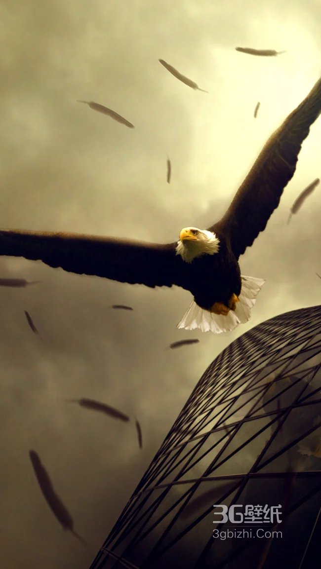鹰的手机桌面壁纸下载1