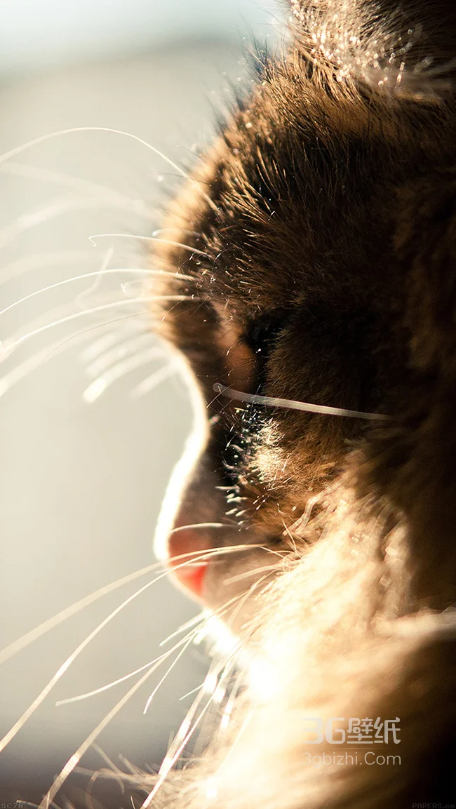 喵猫脸部近照高清动物手机壁纸1