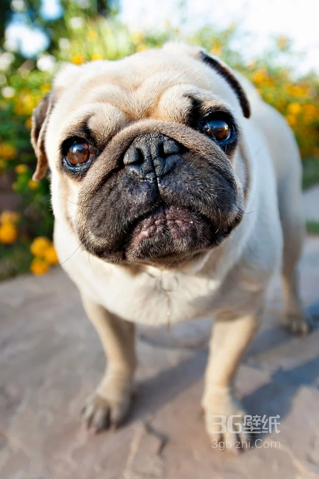 憨憨的沙皮犬高清手机壁纸1