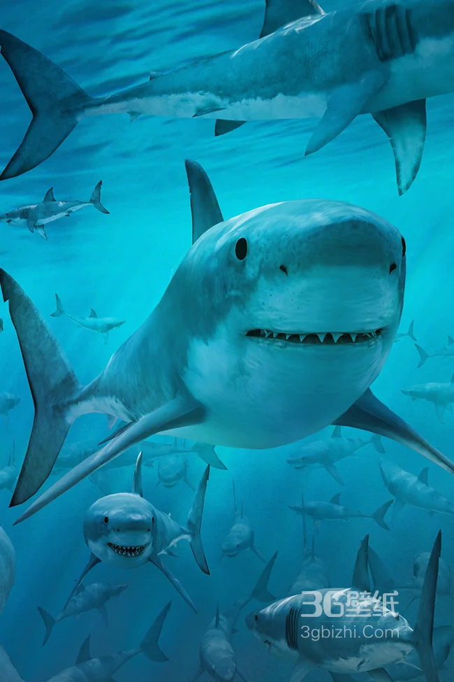 海底成群的大白鲨手机桌面1