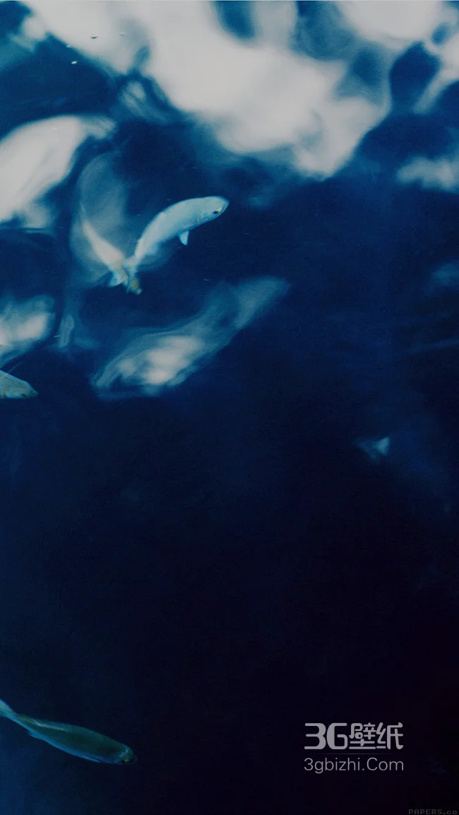 深海里的鱼儿高清壁纸1