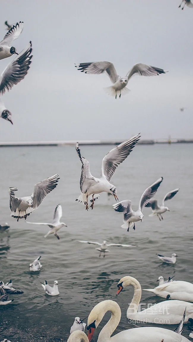 湖上的天鹅高清手机壁纸1