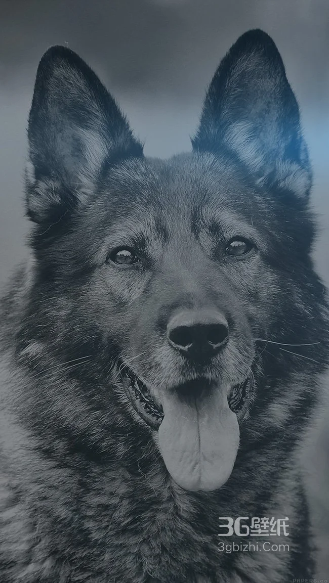人类的好朋友猎犬手机壁纸1