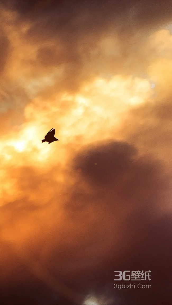 乌云下的老鹰手机壁纸下载1