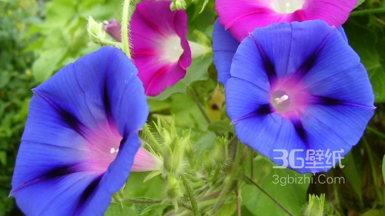 白蓝相间好看的野地牵牛花图片5