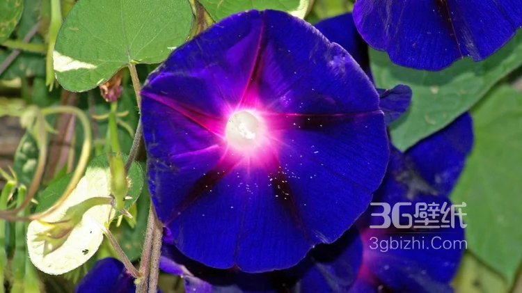 白蓝相间好看的野地牵牛花图片2