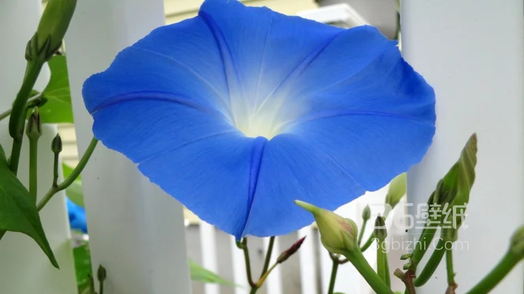 白蓝相间好看的野地牵牛花图片4