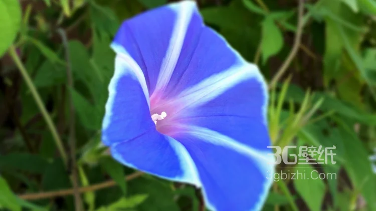 白蓝相间好看的野地牵牛花图片3