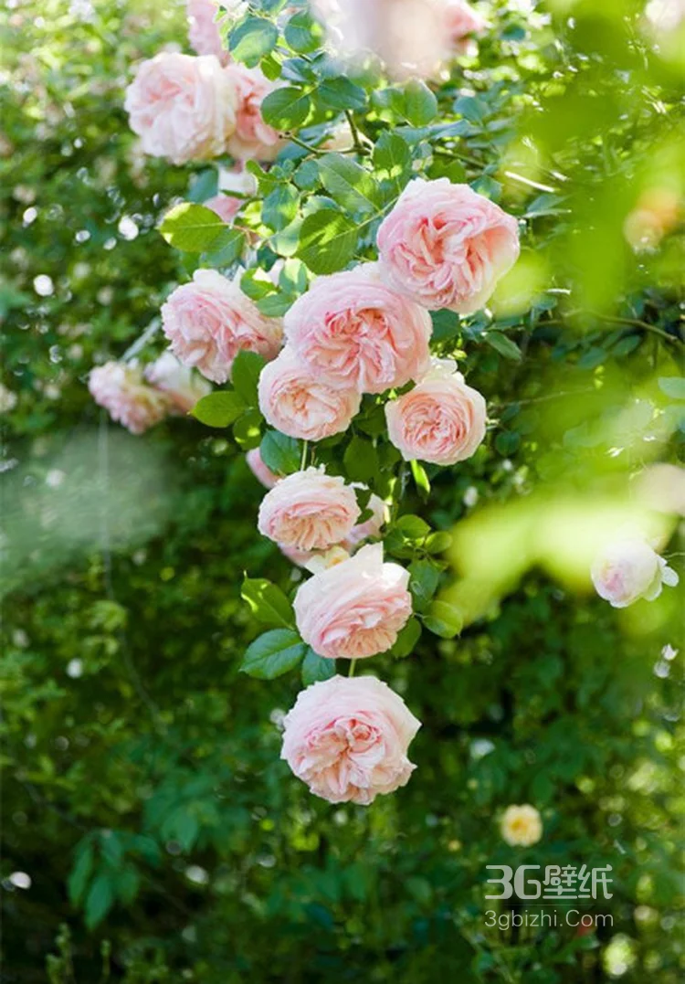 花朵，花卉摄影图片，娇艳盛开的清新花朵高清图片6