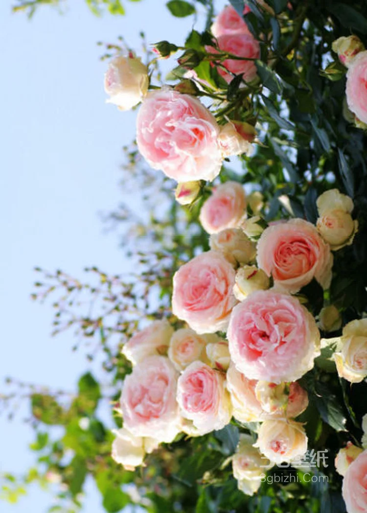 花朵，花卉摄影图片，娇艳盛开的清新花朵高清图片5