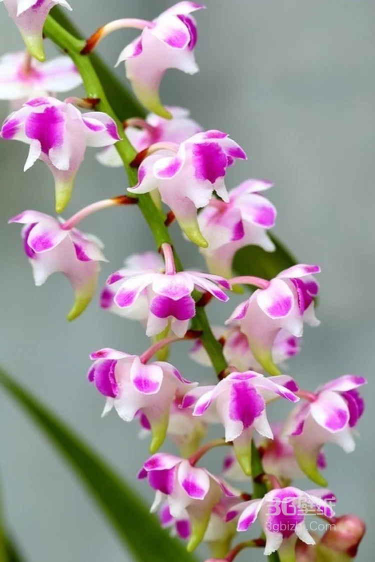 花朵，花卉摄影图片，娇艳盛开的清新花朵高清图片4