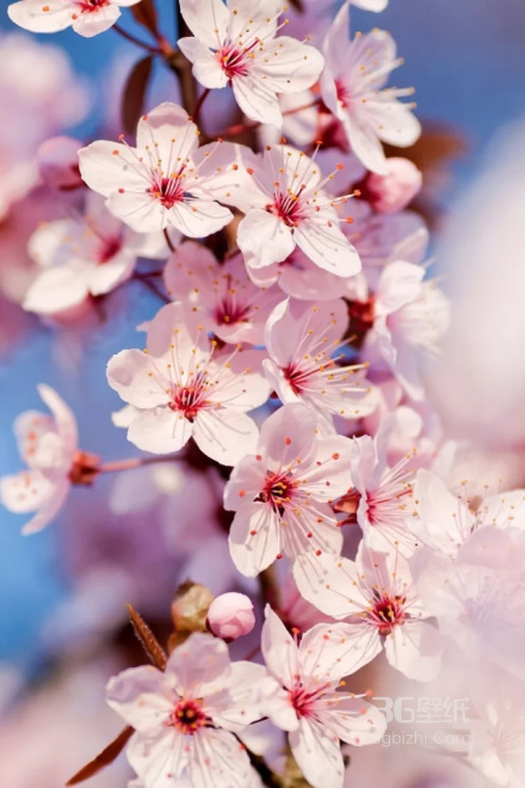 花朵，花卉摄影图片，娇艳盛开的清新花朵高清图片7