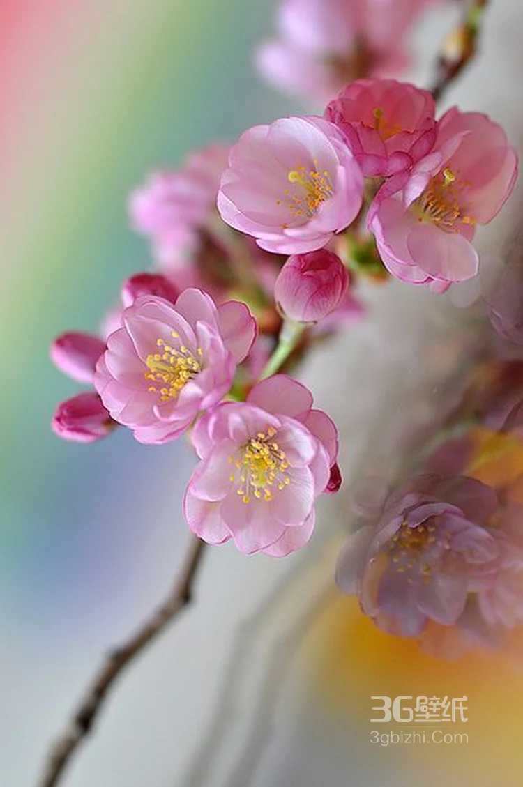 花朵，花卉摄影图片，娇艳盛开的清新花朵高清图片2