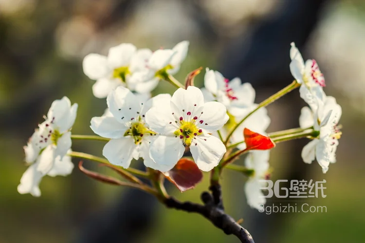 满目全是美艳的桃花，清新大自然植物桃花图片3