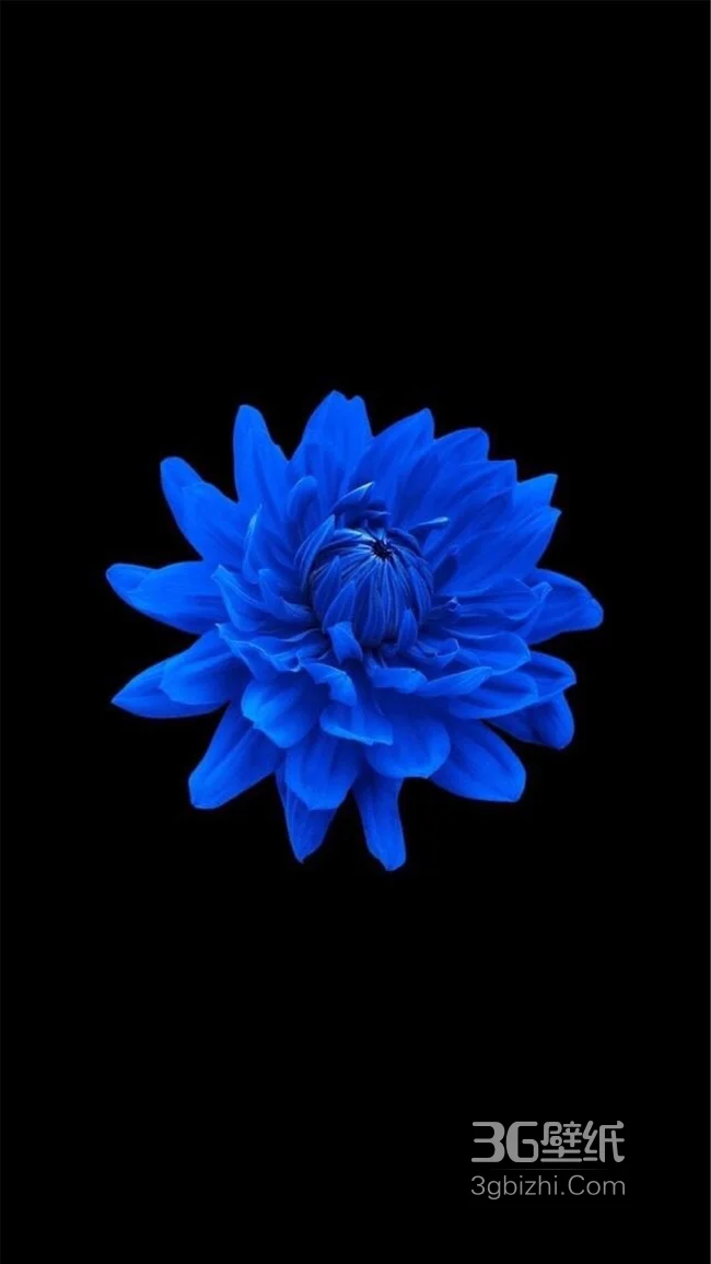 纯黑色背景，盛开的蓝色花朵简约手机壁纸1