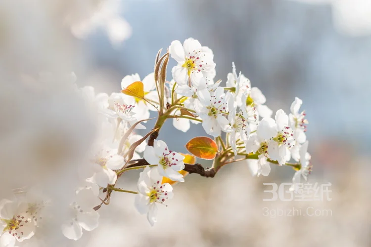 满目全是美艳的桃花，清新大自然植物桃花图片4