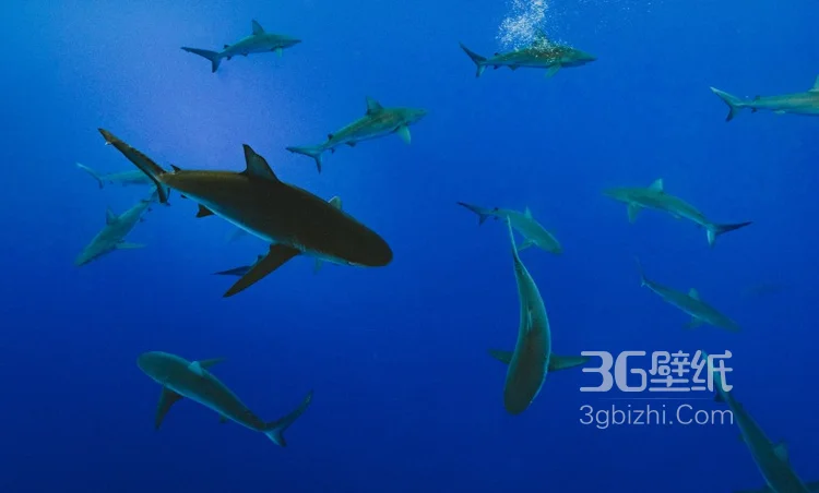 海洋里的霸主鲨鱼图片集3