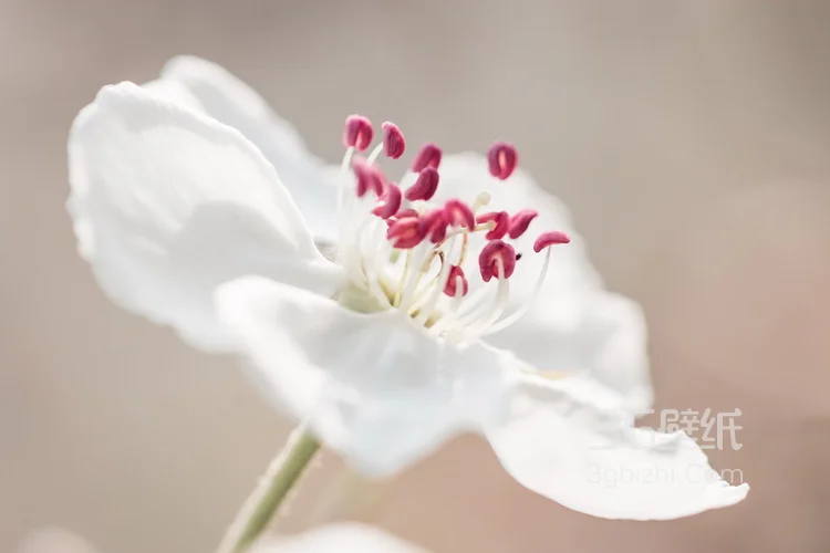 满目全是美艳的桃花，清新大自然植物桃花图片7
