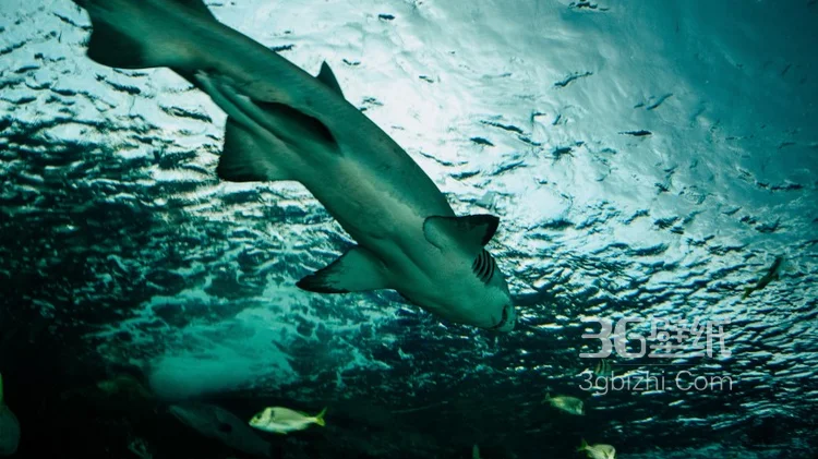 海洋里的霸主鲨鱼图片集2