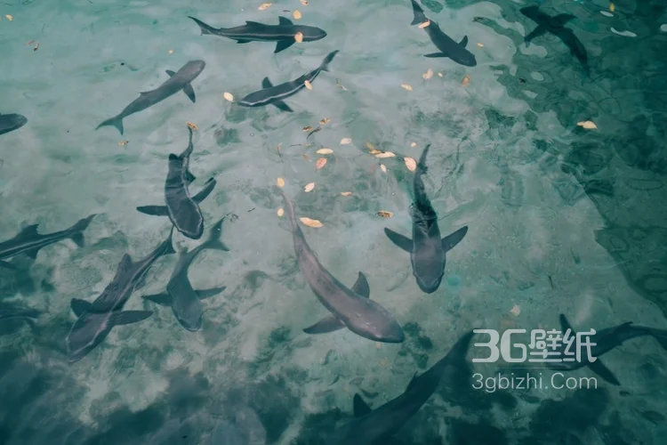 海洋里的霸主鲨鱼图片集4