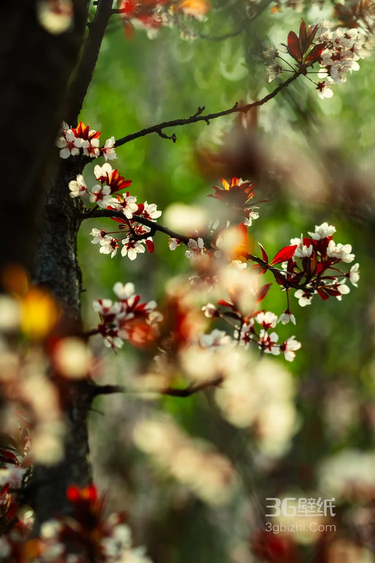 满目全是美艳的桃花，清新大自然植物桃花图片6
