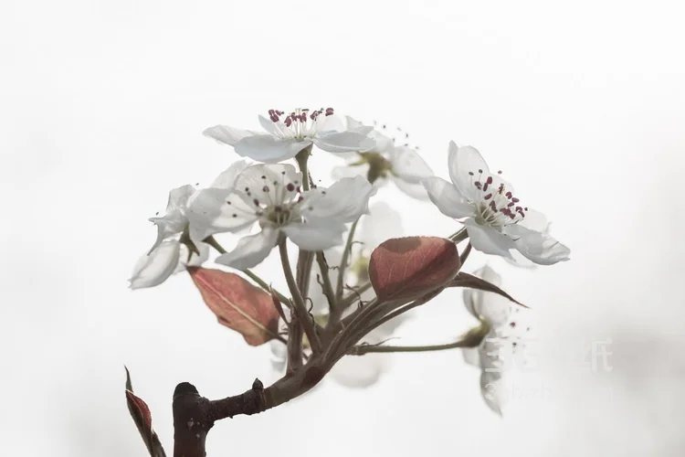 满目全是美艳的桃花，清新大自然植物桃花图片2