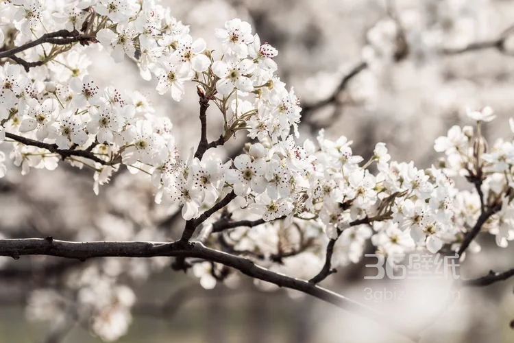 满目全是美艳的桃花，清新大自然植物桃花图片5