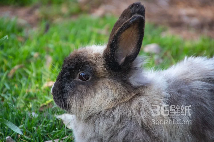 萌翻了的小兔子图片1