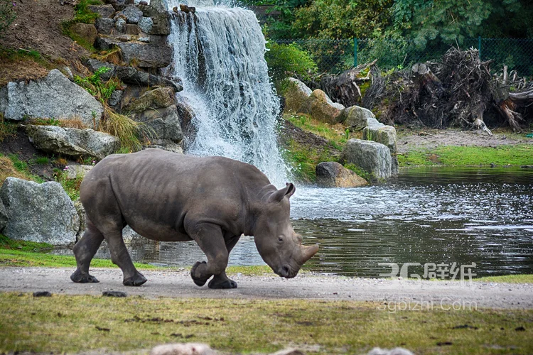 陆地上的独角兽，看似笨重却强壮无比的大犀牛14
