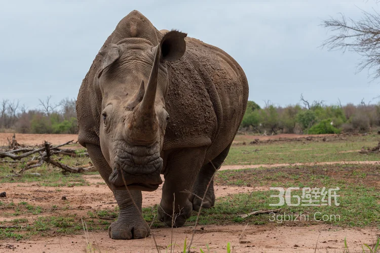 陆地上的独角兽，看似笨重却强壮无比的大犀牛6