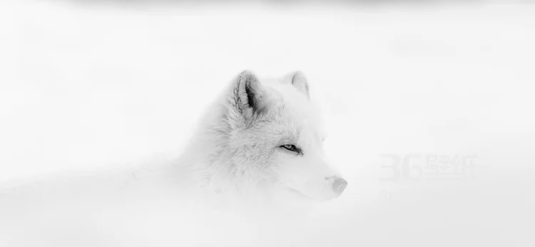 来自森林的霸主“狼”高清图片2