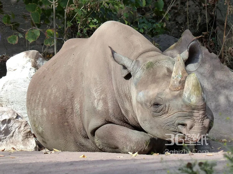 陆地上的独角兽，看似笨重却强壮无比的大犀牛1