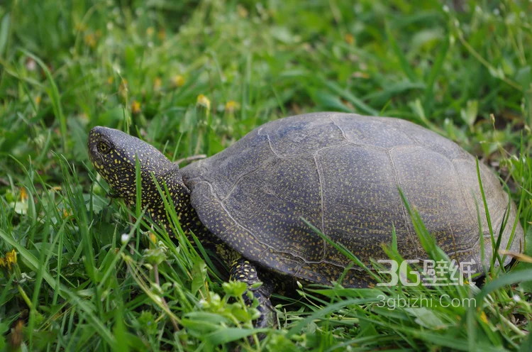 长寿和财富的代表“龟”的一组高清图片5