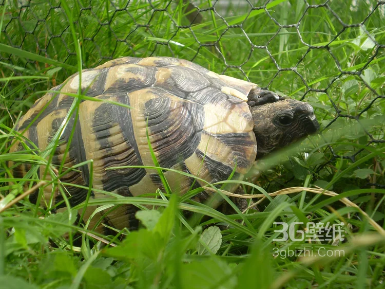 长寿和财富的代表“龟”的一组高清图片6