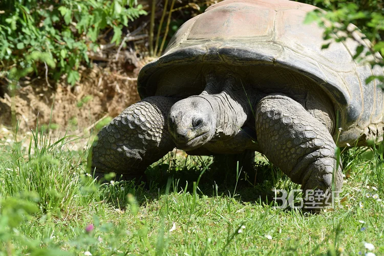 长寿和财富的代表“龟”的一组高清图片13
