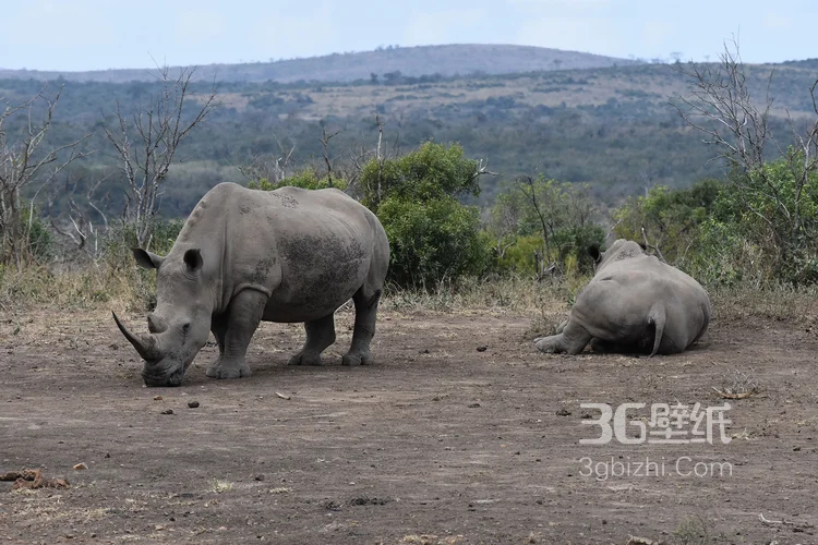 陆地上的独角兽，看似笨重却强壮无比的大犀牛9