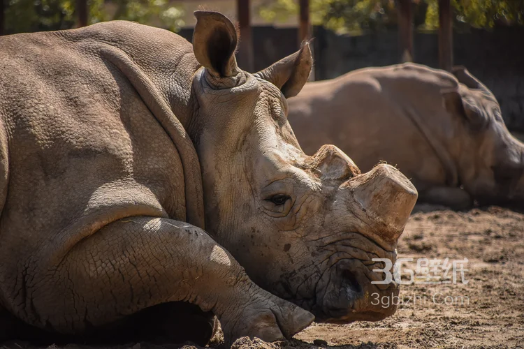 陆地上的独角兽，看似笨重却强壮无比的大犀牛11