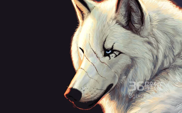 来自森林的霸主“狼”高清图片6