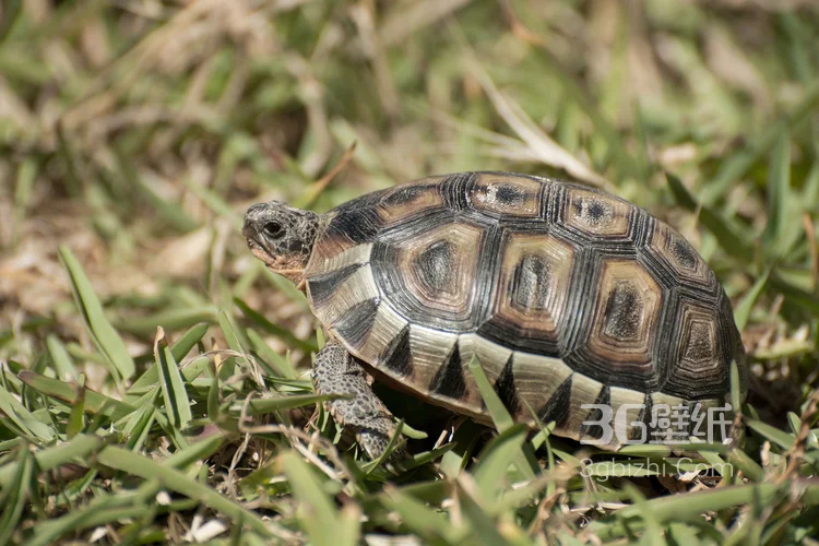长寿和财富的代表“龟”的一组高清图片9