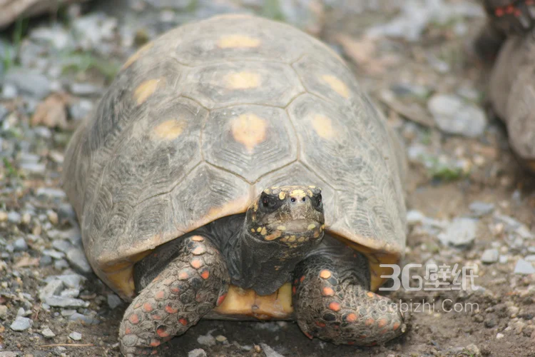 长寿和财富的代表“龟”的一组高清图片10