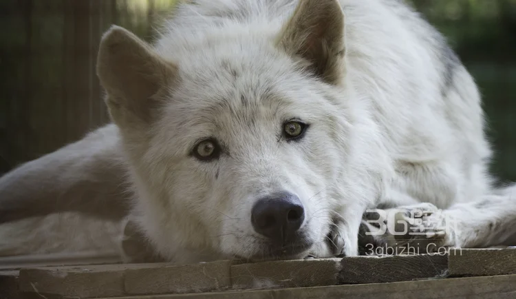 来自森林的霸主“狼”高清图片3