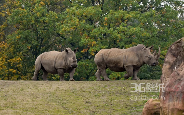 陆地上的独角兽，看似笨重却强壮无比的大犀牛15