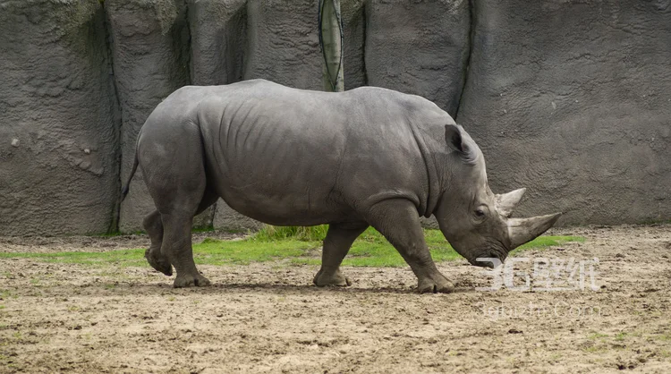 陆地上的独角兽，看似笨重却强壮无比的大犀牛8