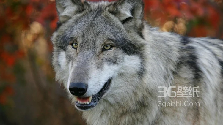 来自森林的霸主“狼”高清图片4