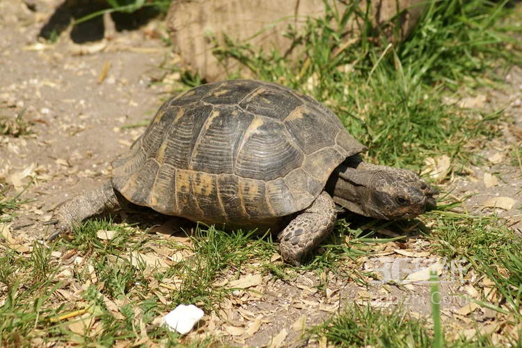 长寿和财富的代表“龟”的一组高清图片7