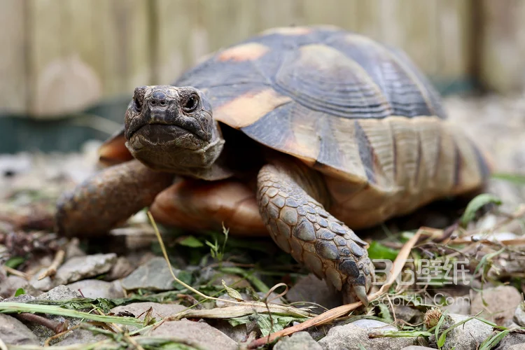 长寿和财富的代表“龟”的一组高清图片2