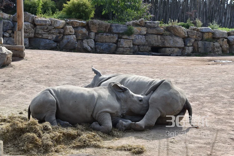 陆地上的独角兽，看似笨重却强壮无比的大犀牛13