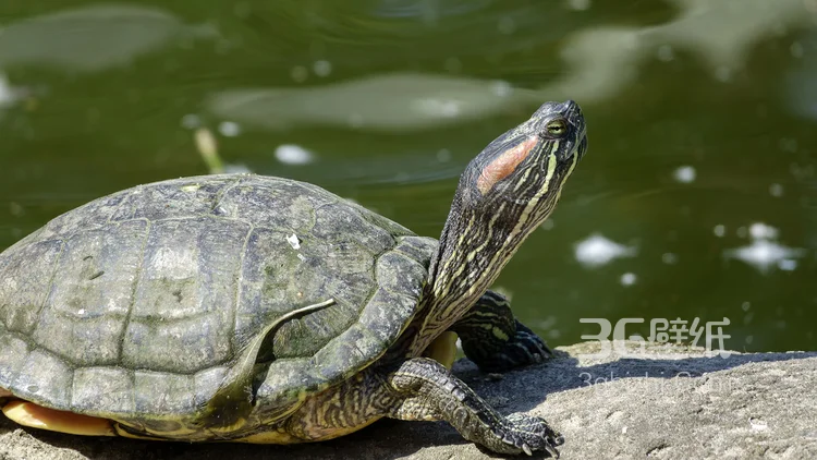 长寿和财富的代表“龟”的一组高清图片4